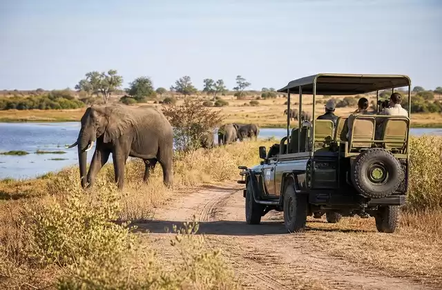 Safari terrestre en Chobe