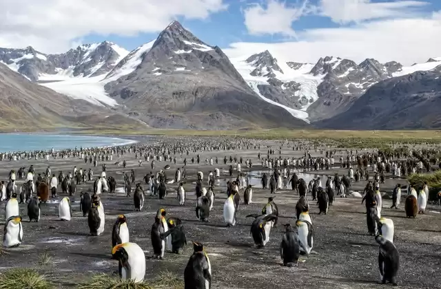 Salisbury Plain y sus pingüinos rey