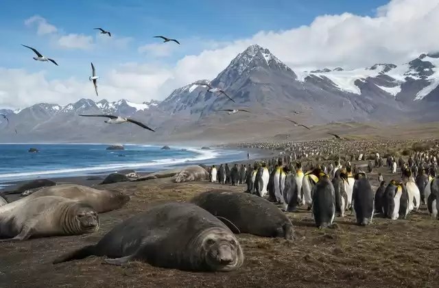 St Andrews Bay, la fauna en gran formato