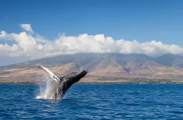 Maalaea
