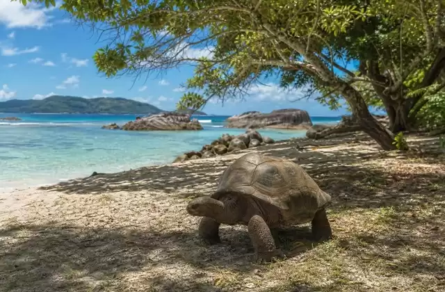 Isla Curieuse