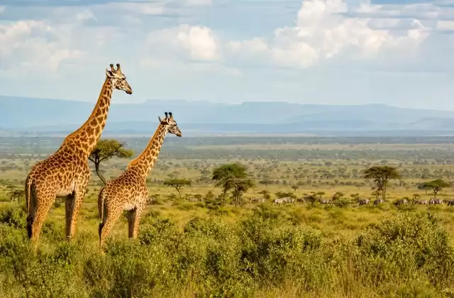Serengeti